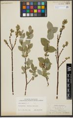 Foto von Salix hastata L.